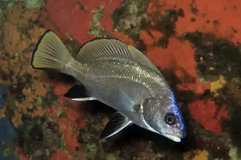 Sciaena umbra