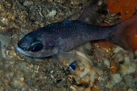 Apogon imberbis