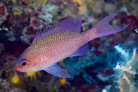 Anthias anthias