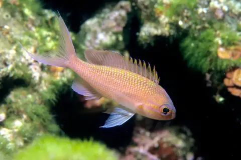 Anthias anthias