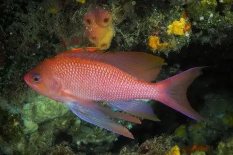 Anthias anthias