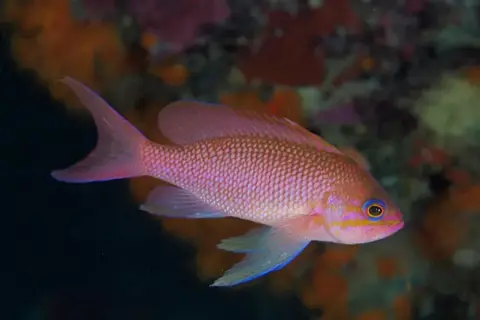 Anthias anthias