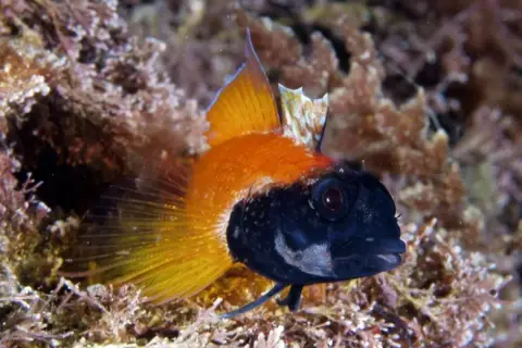 Tripterygion delaisi