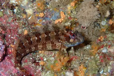 Parablennius gattorugine