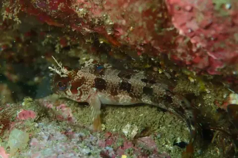Parablennius gattorugine