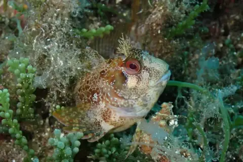 Parablennius gattorugine