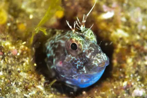 Parablennius pilicornis