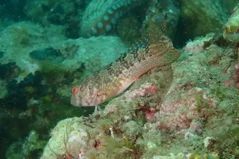 Parablennius pilicornis