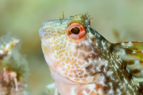 Parablennius pilicornis