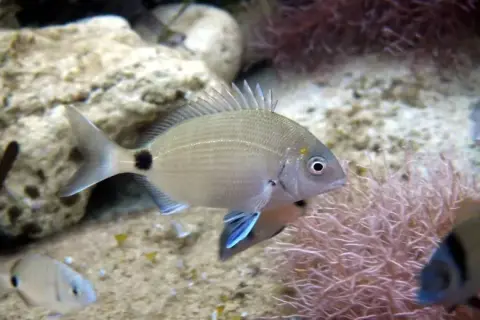 Diplodus sargus