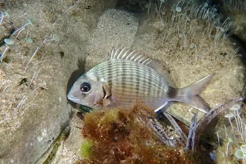 Diplodus sargus