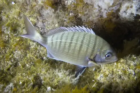 Diplodus sargus