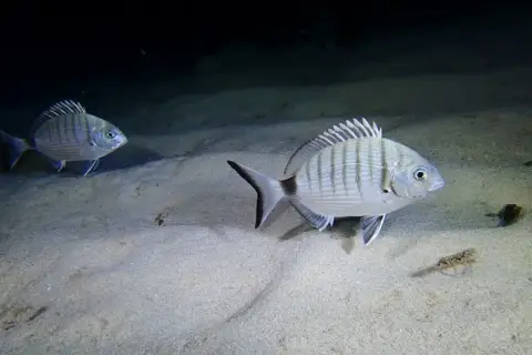 Diplodus sargus