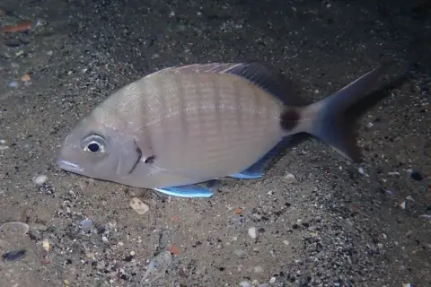 Diplodus sargus