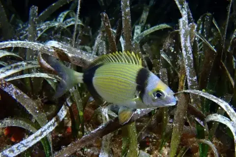 Diplodus vulgaris