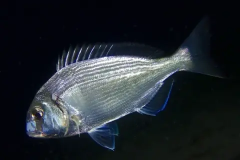 Sparus aurata