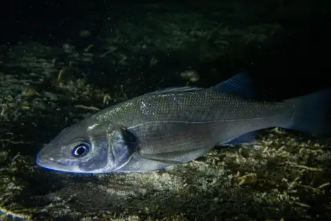 Dicentrarchus labrax