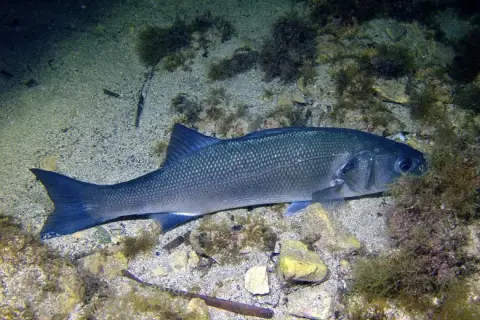 Dicentrarchus labrax