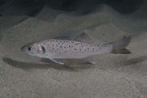 Dicentrarchus labrax