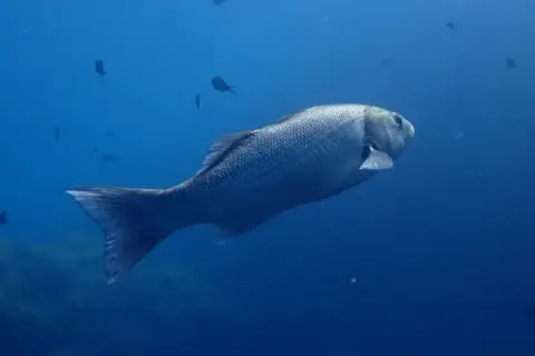 Dicentrarchus labrax