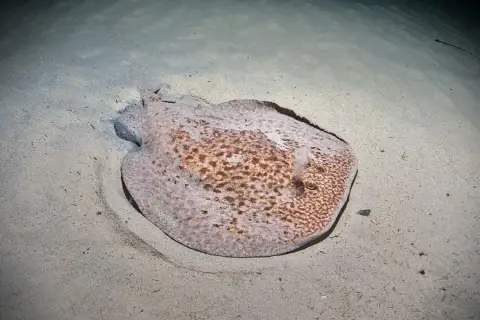 Torpedo marmorata