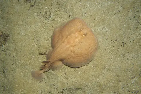 Torpedo marmorata