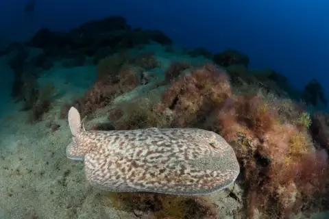 Torpedo marmorata
