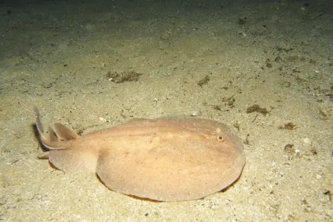 Torpedo marmorata