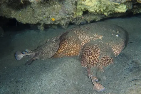 Torpedo marmorata