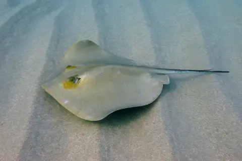 Dasyatis pastinaca