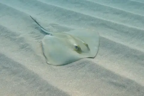Dasyatis pastinaca