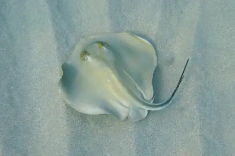 Dasyatis pastinaca