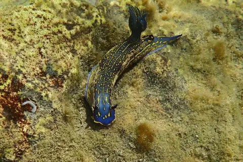 Felimare picta
