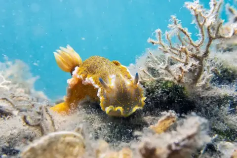 Felimare picta