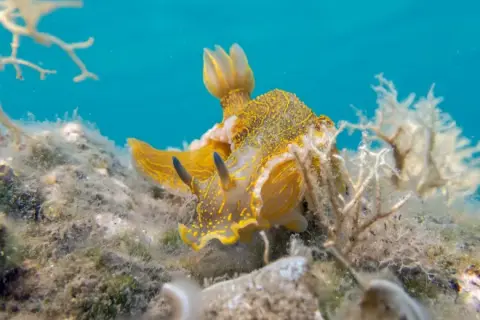 Felimare picta