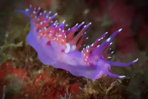 Flabellina affinis