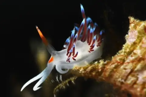 Cratena peregrina