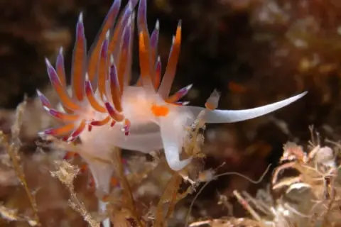 Cratena peregrina