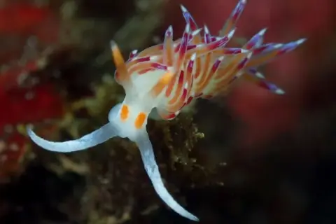 Cratena peregrina