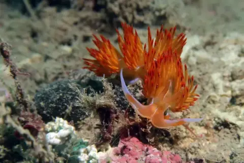 Nemesignis banyulensis
