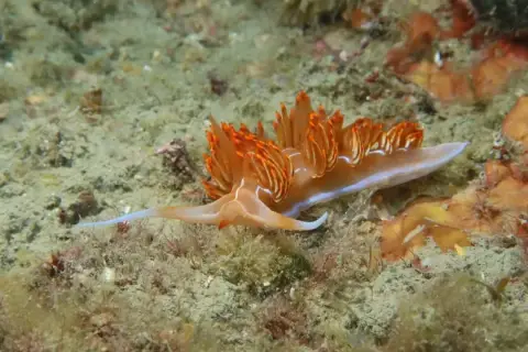 Nemesignis banyulensis