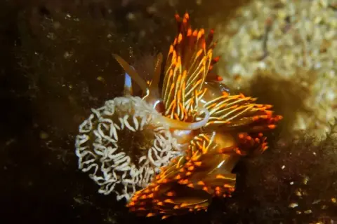 Nemesignis banyulensis