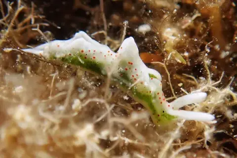 Elysia timida