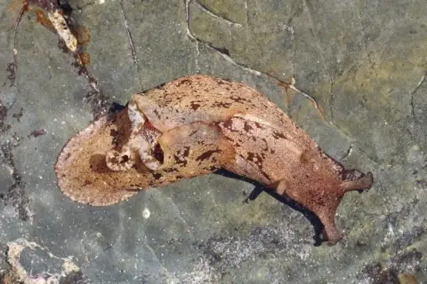 Aplysia depilans