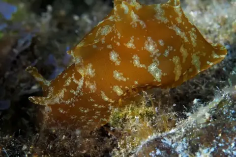 Aplysia depilans