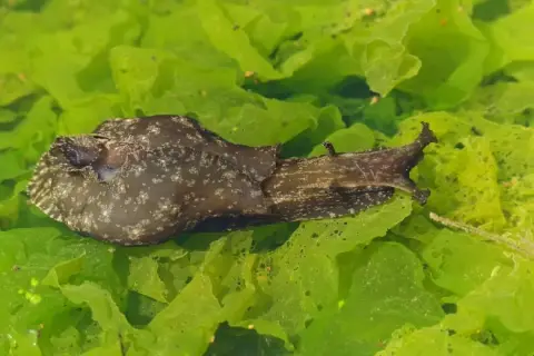 Aplysia depilans