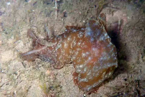 Aplysia depilans