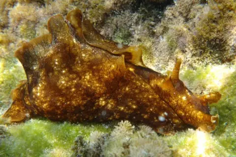 Aplysia fasciata
