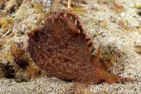 Aplysia fasciata
