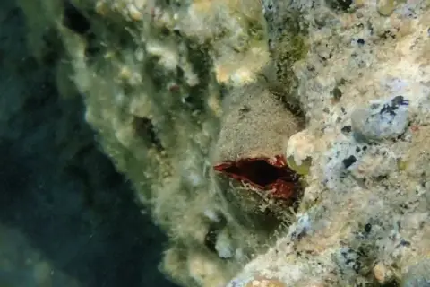 Arca noae